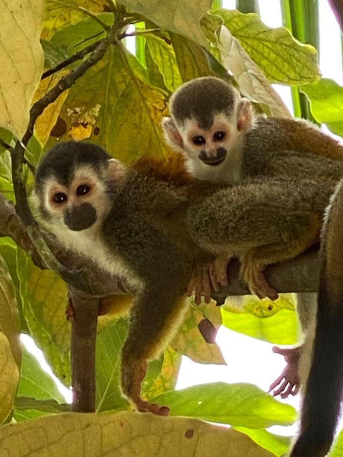 Casa Libert'inn Nationalpark Nationalpark Manuel Antonio Exterior foto