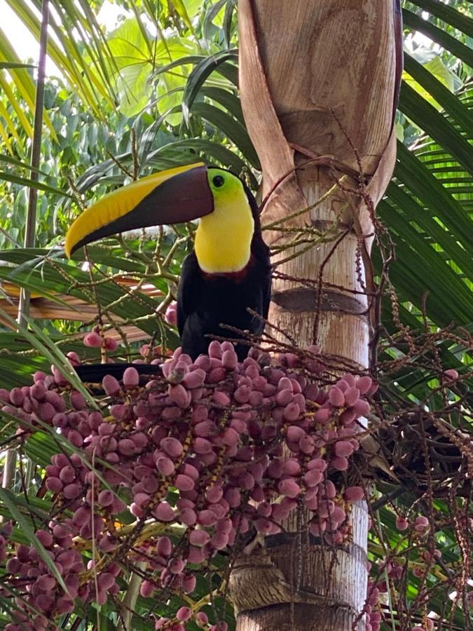 Casa Libert'inn Nationalpark Nationalpark Manuel Antonio Exterior foto